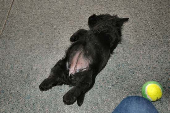 Bonni, the Belly Girl